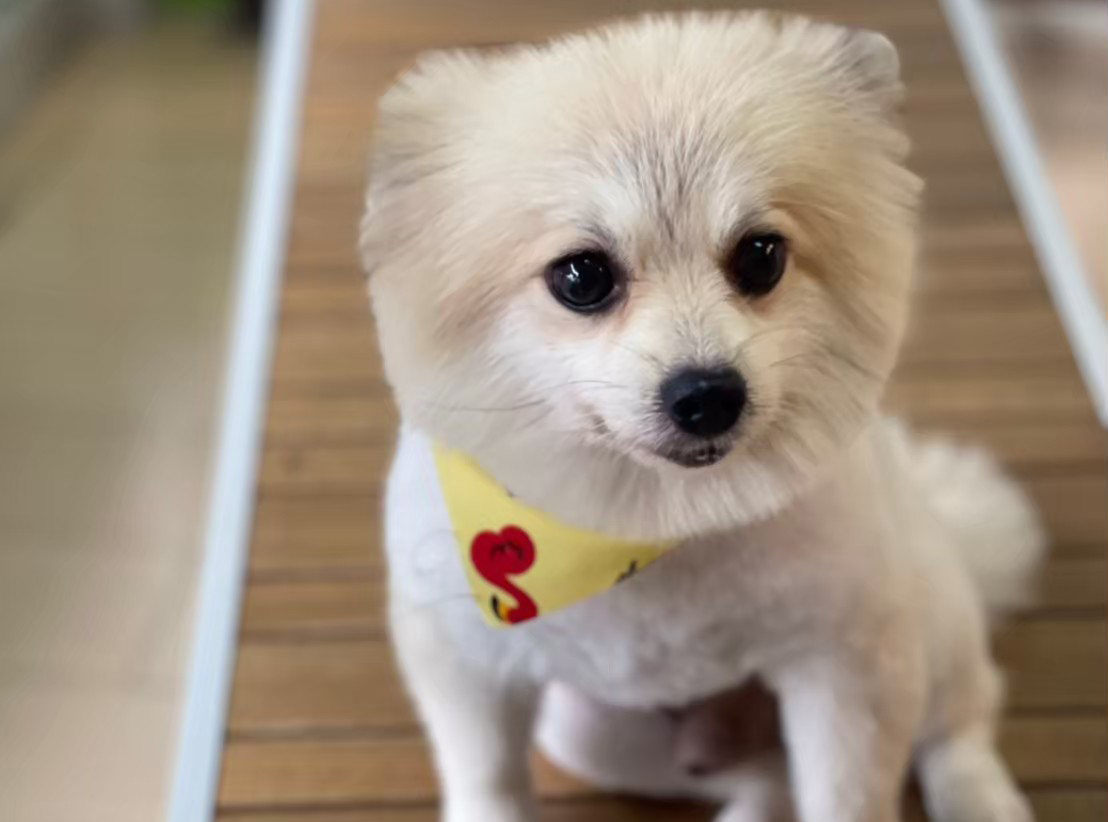 น้องหมามา อาบน้ำแต่งหล่อ