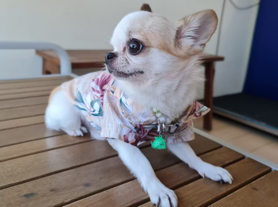 น้องหมา มาอาบน้ำ แต่งขนสวย