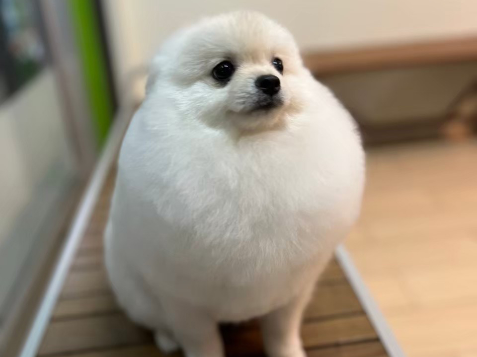 ขนฟู ดูสะอาดตา อาบน้ำ ตัดขนงาน กรรไกร