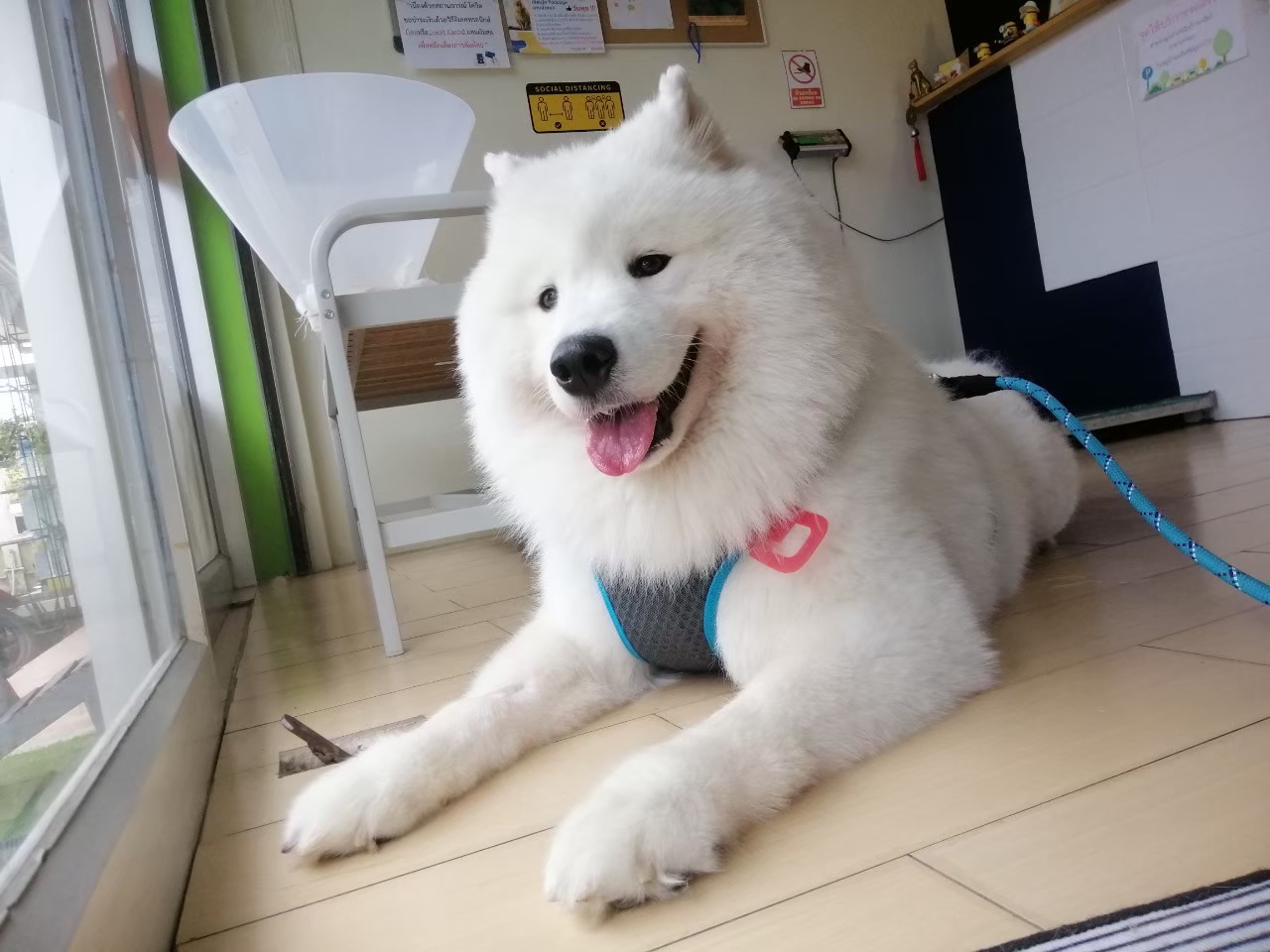 น้องไซบีเรีย มาอาบน้ำแต่งขน