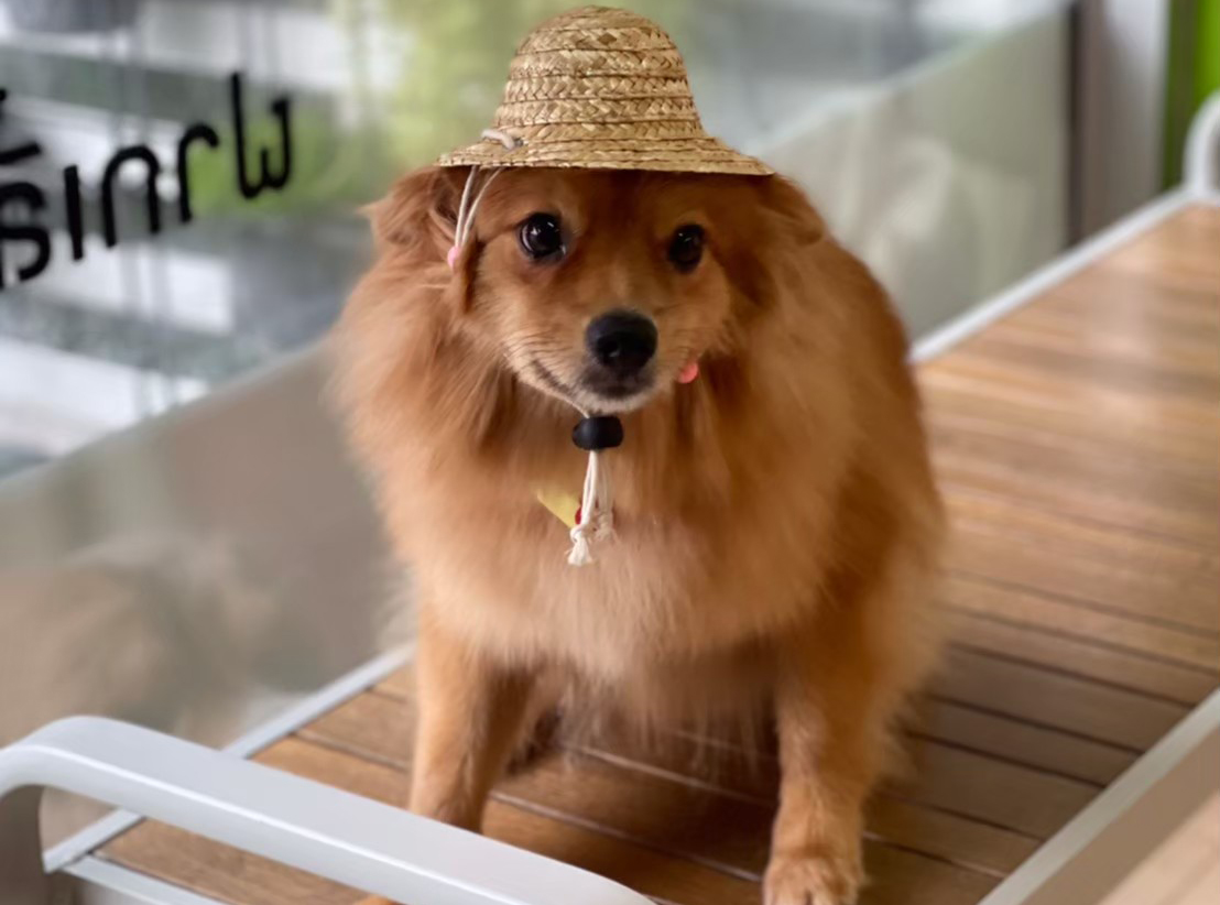 น้องหมา มาเที่ยว ถ่ายรูป เช็คอินจ้า