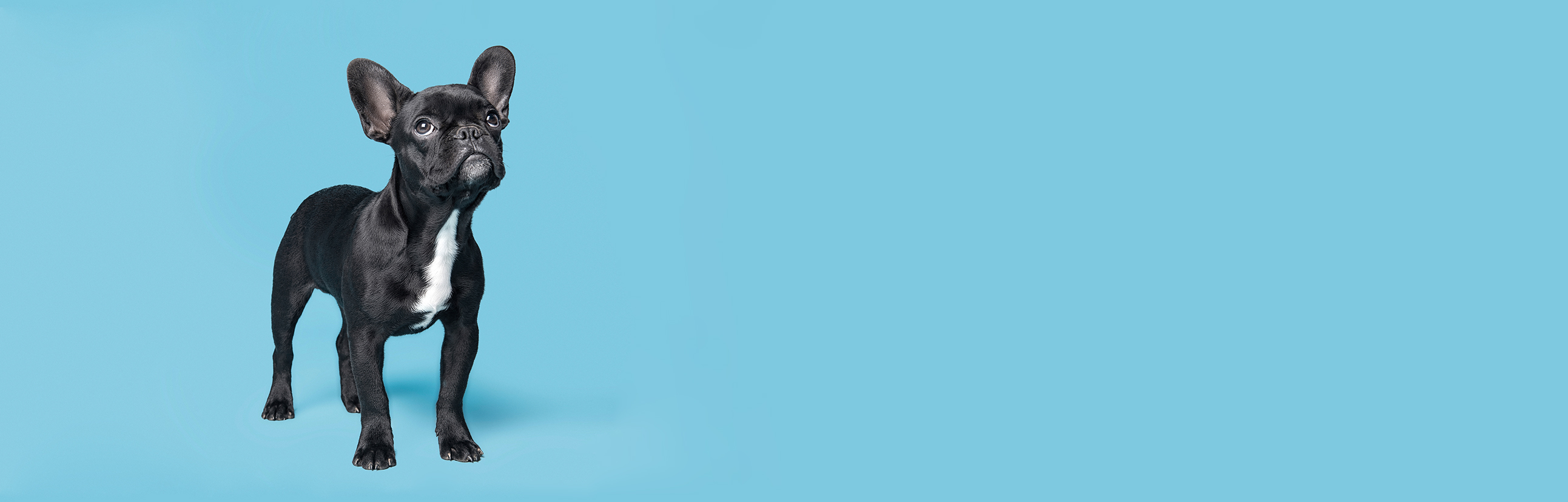 About Our Pet Clinic & Spa